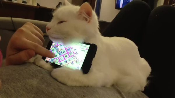 Telefon tutan kedi