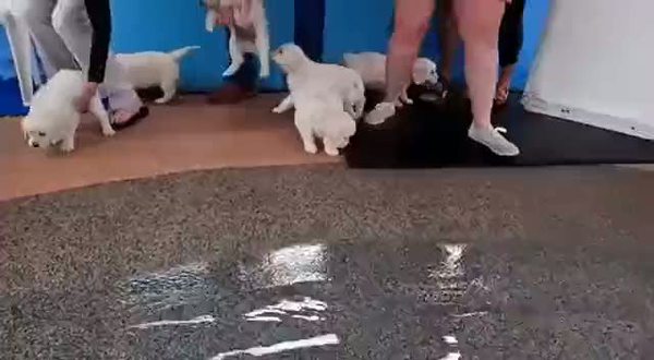 İlk defa suyla buluşan yavru köpeklerin tepkileri