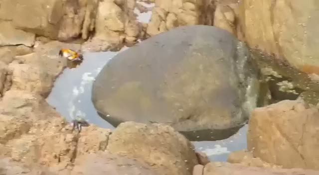 Bu ahtapot'un yengeç avına çok şaşıracaksınız!