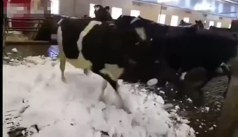 İlk defa kar gören inekler