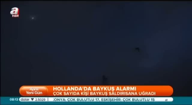 Hollanda'da baykuş kabusu