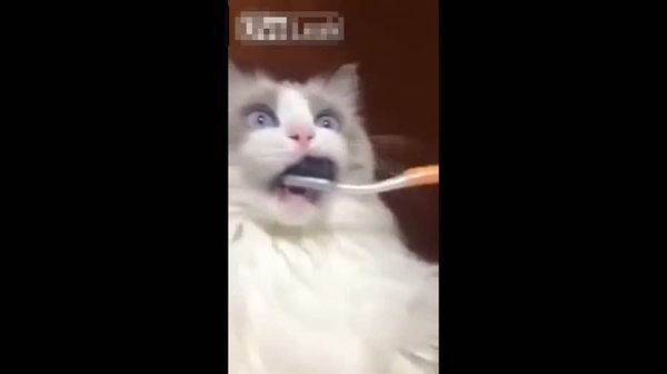 Diş fırçası gören masum kedi