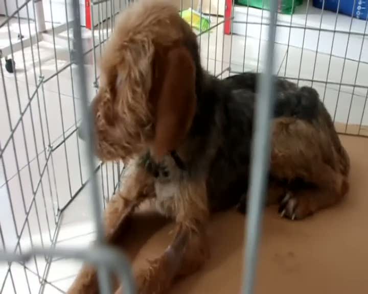 18 gün boyunca ölü yavrularını karnında taşımış