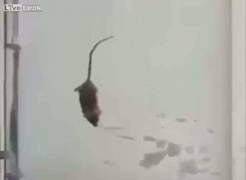 Parasını yiyen fareyi gökyüzüne saldı