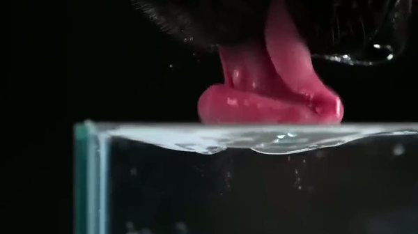 Köpekler nasıl su içiyor?