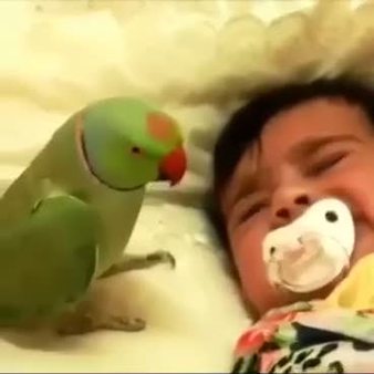 Ağlayan bebeği susturan papağan