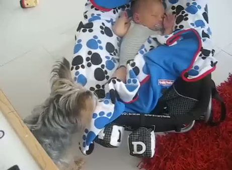 Bebeğin üzerini örtmek için yoğun çaba sarf eden köpek