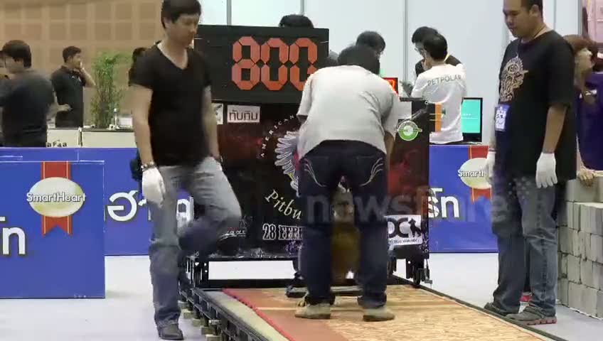 800 kilo ağırlık çeken Pitbull