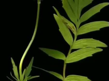 Kediotunun (Valeriana officinalis)  faydaları nelerdir? Nelere iyi gelir?
