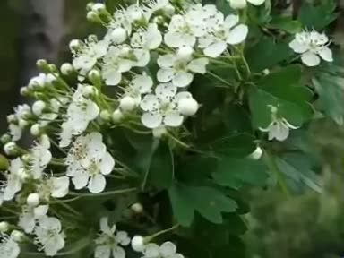 Alıç (Crataegus monogyna) nelere iyi gelir? Faydaları nelerdir?