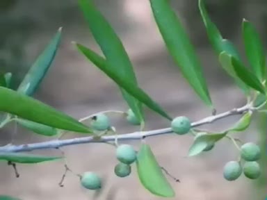 Zeytin yaprağı nelere iyi gelir? Faydaları nelerdir?