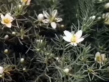 Üzerlik otu nelere iyi gelir? Faydaları nelerdir?