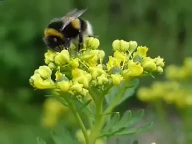 Sedef (Ruta montana) nelere iyi gelir? Faydaları nelerdir?