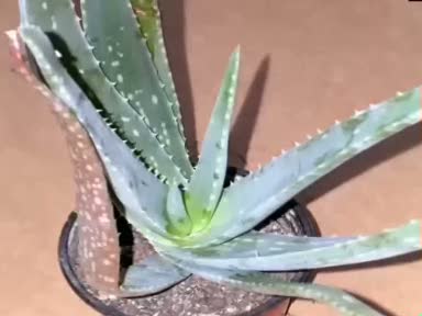 Sarısabır (Aloe Vera)  nelere iyi gelir? faydaları nelerdir?