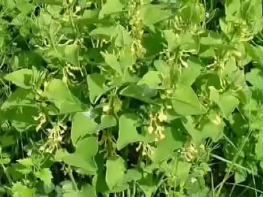 Lohusa otunun (Aristolochia Clematitis) faydaları nelerdir? Nelere iyi gelir?