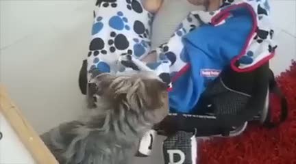 Uyuyan bebeğin üstünü örten köpek