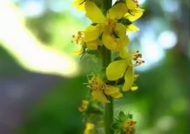 Koyunotu (Agrimonia Eupatoria) neye iyi gelir? Faydaları nelerdir?