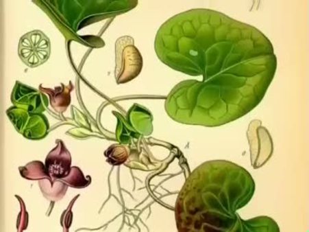Avşar otu bitkisinin  (Asarum europaeum) faydaları nelerdir? nelere iyi gelir?