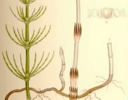 Atkuyruğu bitkisinin (Equisetum arvense) yararları nelerdir? Nelere iyi gelir?