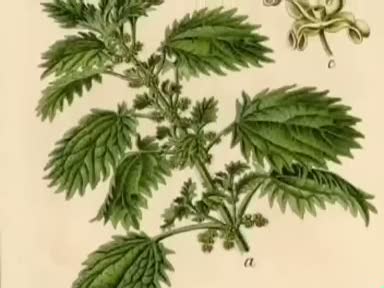 Isırgan otunun (Urtica) faydaları nelerdir? Nelere iyi gelir?