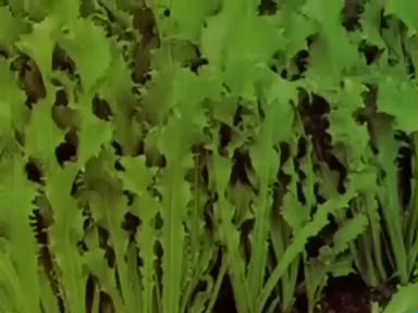 Hindiba (Cichorium intybus) nelere iyi gelir? Faydaları nelerdir?