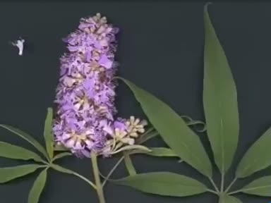 Hayıt (Vitex agnus castu) nelere iyi gelir? Faydaları nelerdir?