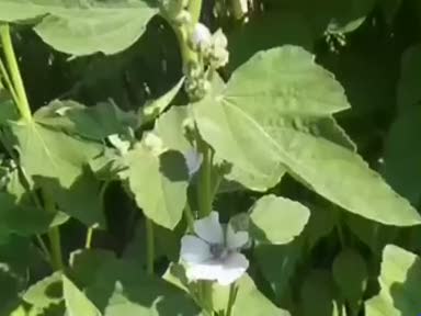 Hatmi  (Althaea Officinalis) nelere iyi gelir? Faydaları nelerdir?