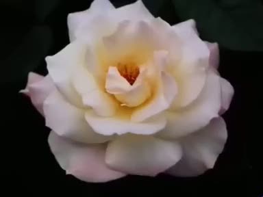 Gül (Rosaceae) nelere iyi gelir? Faydaları nelerdir?