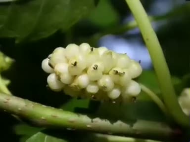 Dut (Morus alba) nelere iyi gelir? Faydaları nelerdir?