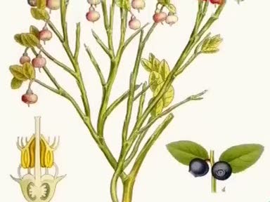 Çoban üzümünün (Vaccinium Myrtillus) faydaları nelerdir? Nelere iyi gelir?