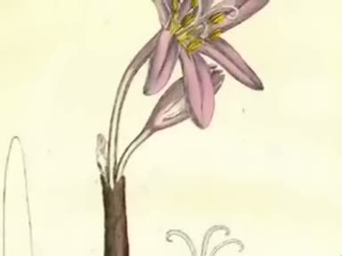 Çiğdemin ( Colchicum autumnale ) faydaları nelerdir? Çiğdem nelere iyi gelir?