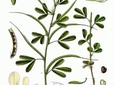 Çemen otunun ( Trigonella foenum-graecum) faydaları nelerdir? Nelere iyi gelir?