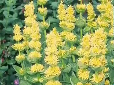 Centiyane bitkisinin (Gentiana Lutea) faydaları nelerdir? Nelere iyi gelir?