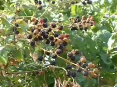 Böğürtlen bitkisinin (Rubus fructicosus) faydaları nelerdir? Nelere iyi gelir?