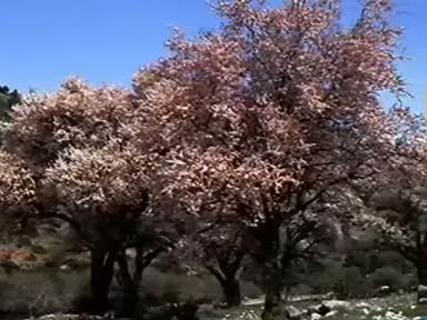 Badem  (Prunus dulcis) nelere iyi gelir? Faydaları nelerdir?