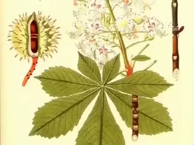 At kestanesi (Aesculus Hippocastanum) nelere iyi gelir? Faydaları nelerdir?