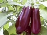 Patlıcan Solanum melongena nelere iyi gelir? Patlıcanın Solanum melongena faydaları nelerdir?