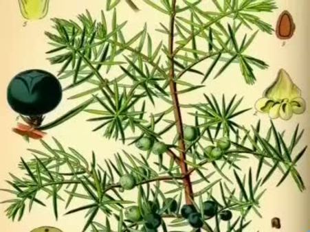 Ardıç (Juniperus communis) nelere iyi gelir? Faydaları nelerdir?