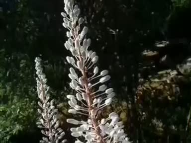 Adasoğanı ( Scilla Maritima) nelere iyi gelir? Faydaları nelerdir?