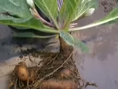 Adamotu (Mandragora autumnalis) nelere iyi gelir? Faydaları nelerdir?