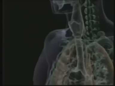 Astım hastalığına iyi gelen bitkiler hangileri?