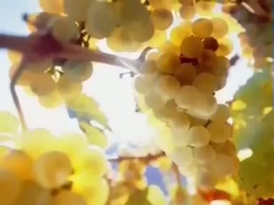 Üzüm (Vitis vinifera) nelere iyi gelir? Üzümün (Vitis vinifera) faydaları nelerdir?