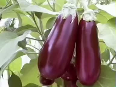 Patlıcan (Solanum melongena) nelere iyi gelir? Patlıcanın (Solanum melongena) faydaları nelerdir?