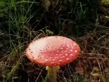 Mantar (fungi veya fungus) nelere iyi gelir? Mantarın (fungi veya fungus) faydaları nelerdir?