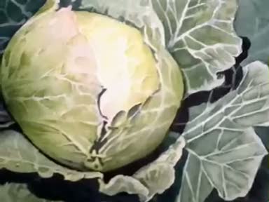 Lahana (Brassica oleracea) nelere iyi gelir? Lahananın (Brassica oleracea) faydaları nelerdir?