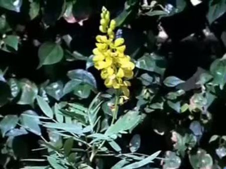 Sinameki otu (Cassia Angustifolia) nelere iyi gelir? Sinameki otunun (Cassia Angustifolia) faydaları nelerdir?