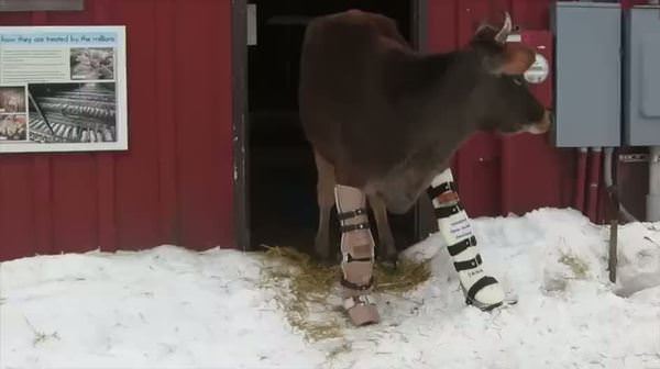 Protez ayaklı inek ilk kez yürüyor