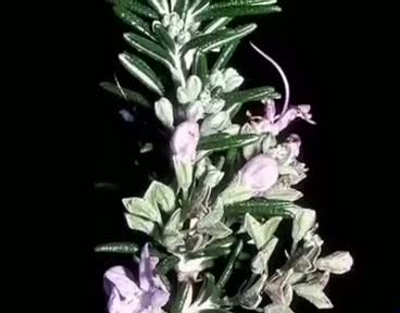 Biberiye (Rosmarinus officinalis) nelere iyi gelir? Biberiyenin (Rosmarinus officinalis) faydaları nelerdir?