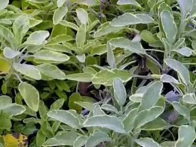 Ada çayı (Salvia) nelere iyi gelir? Ada çayının (Salvia) yararları nelerdir?