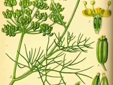 Rezene (Foeniculum vulgare) nelere iyi gelir? Rezenenin (Foeniculum vulgare) faydaları nelerdir?